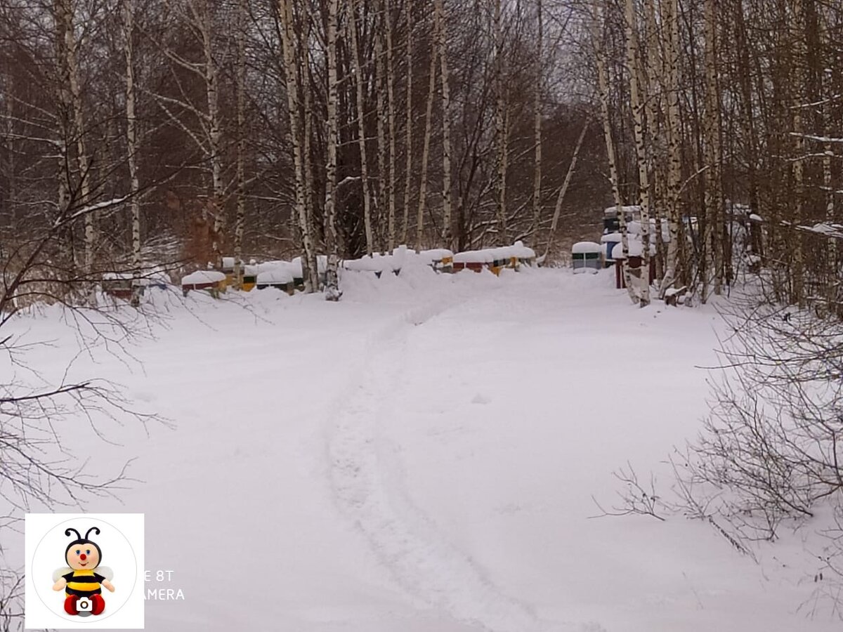 пасека в лесу