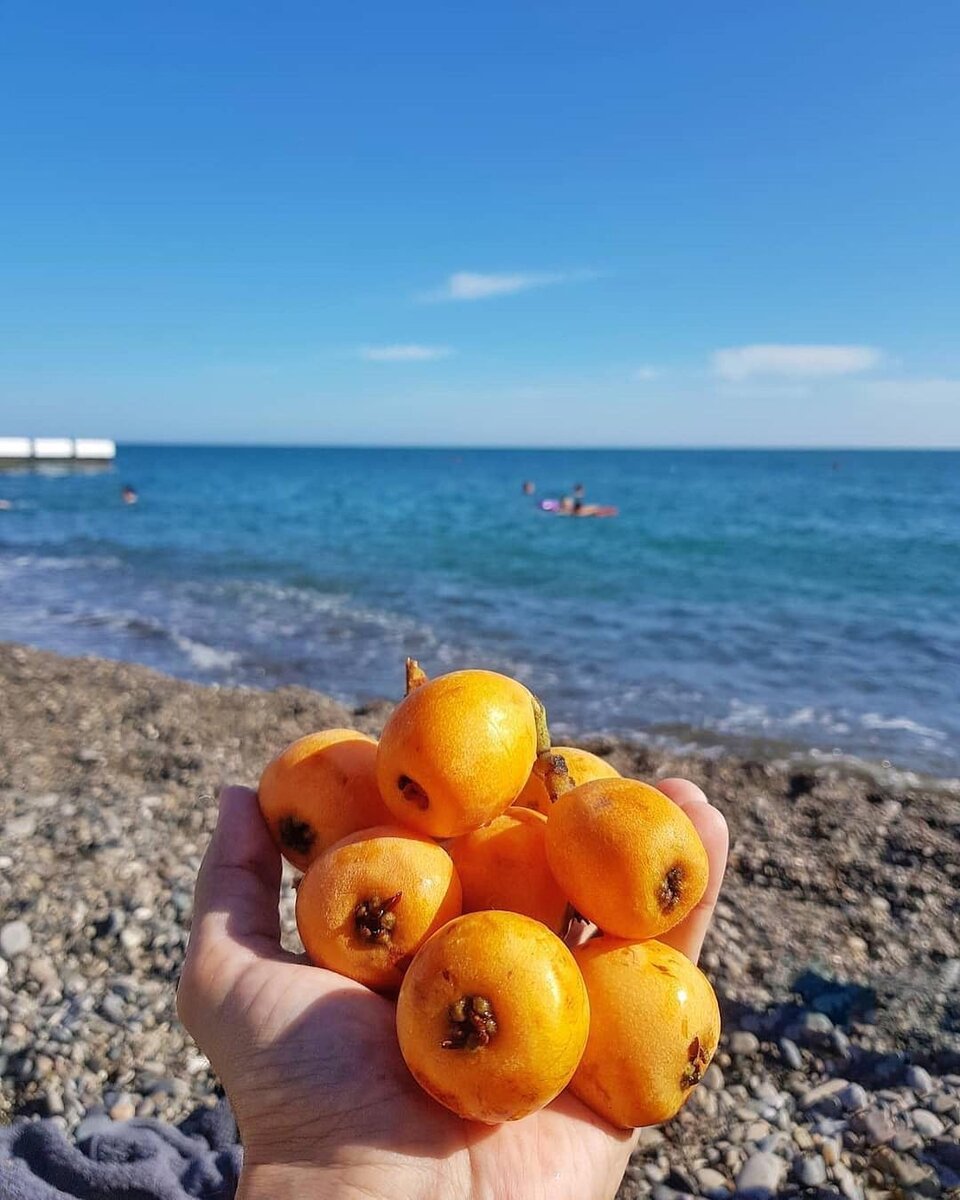Мушмула в Адлере