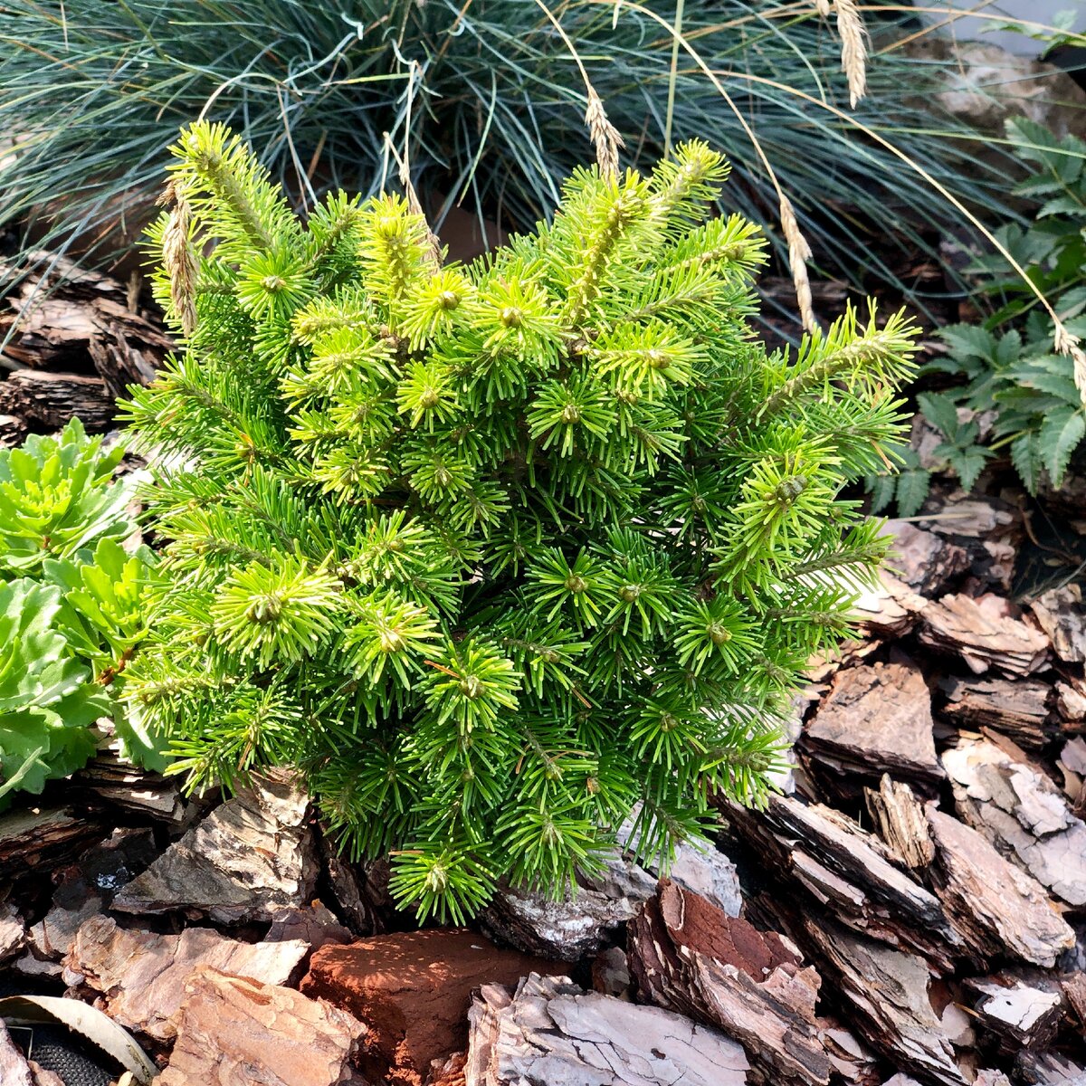 цвет пихты летом