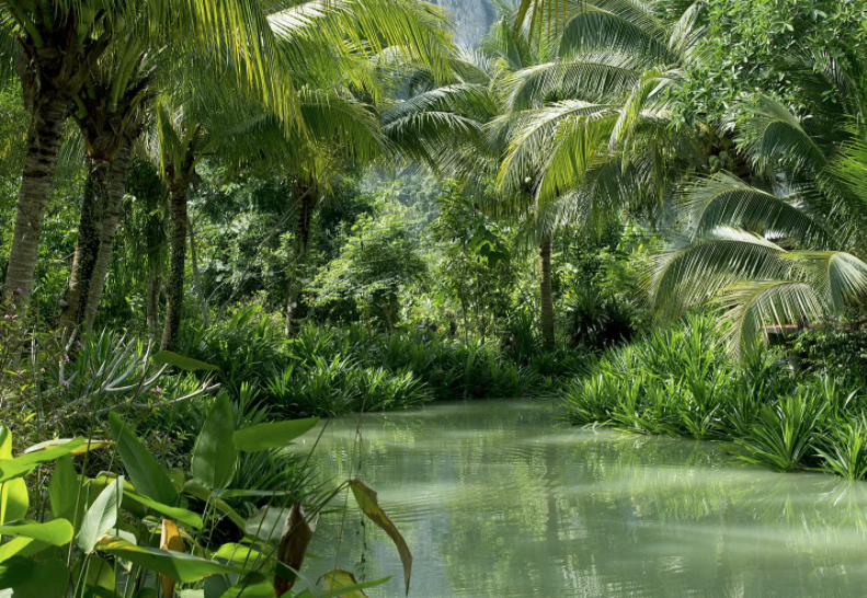Берега тропической реки до самой воды покрыты непроходимыми зарослями