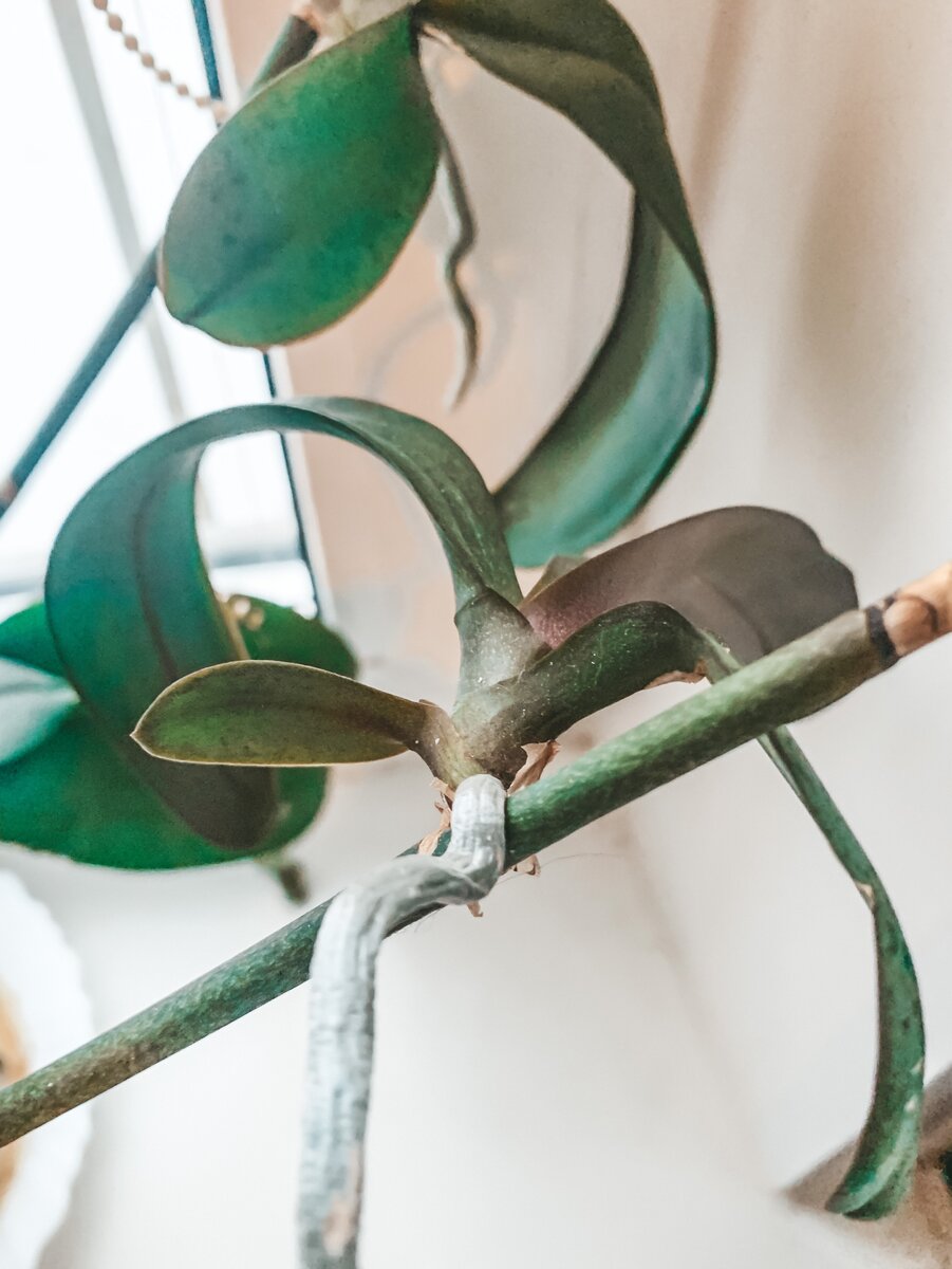 Корень тянется