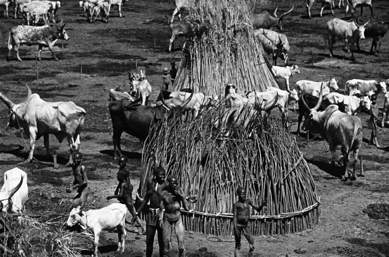 Тукули. Провинция Верхний Нил. Судан. 1957. © Архив Николая Драчинского. Из дневника Н.И. Драчинского: "Островерхие хижины сооружаются из жердей, травы и земли. Называются тукули. Окон нет. Небольшая дыра служит входом. Здесь живут черные люди племени лакое – смелые охотники и скотоводы .Лук и копья доныне их единственное оружие".