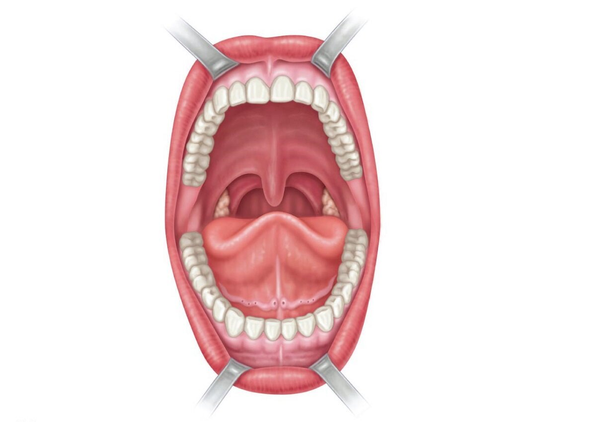 Полость рта язык зубы. Ротовая полость анатомия 3д. Ротовая полость внутри строение. Ротова порожнина анатомія.