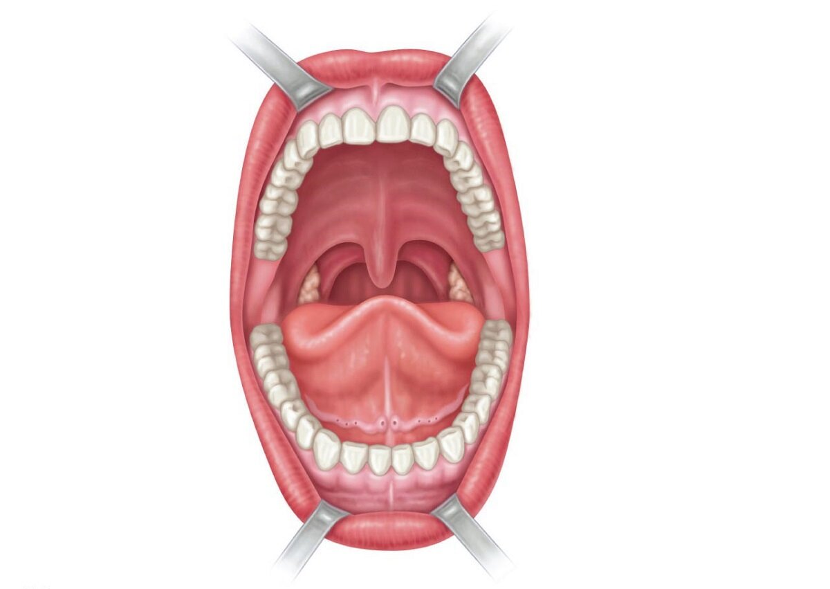 Полость рта картинки