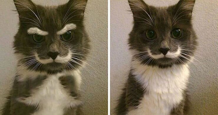 Кот с поднятой бровью мем