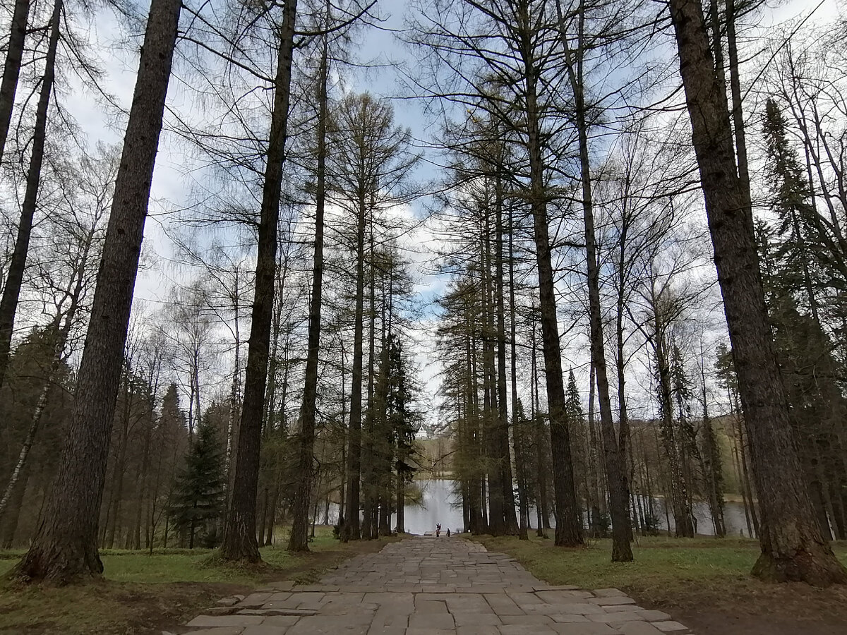 Лиственичная аллея в усадебном парке Середниково в Московской области. Фото автора