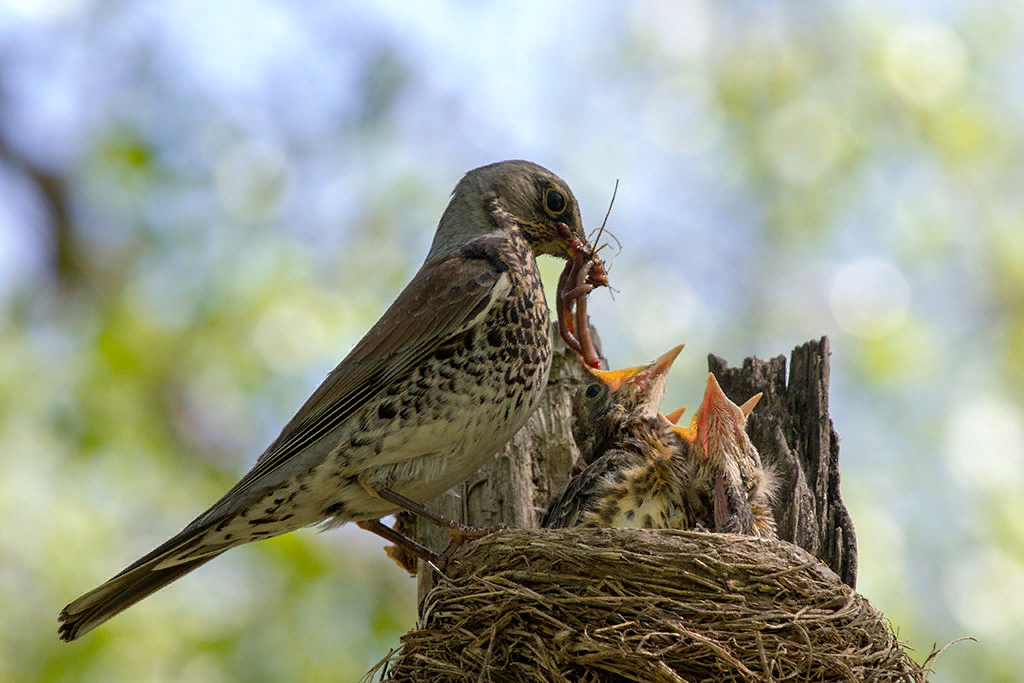 Фото птенцов соловья в гнезде