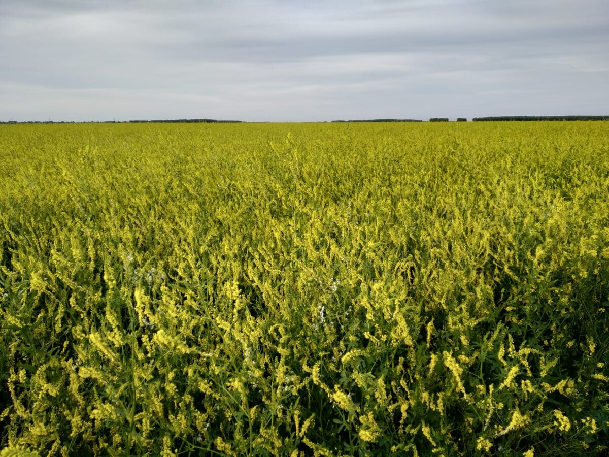 Поле донника