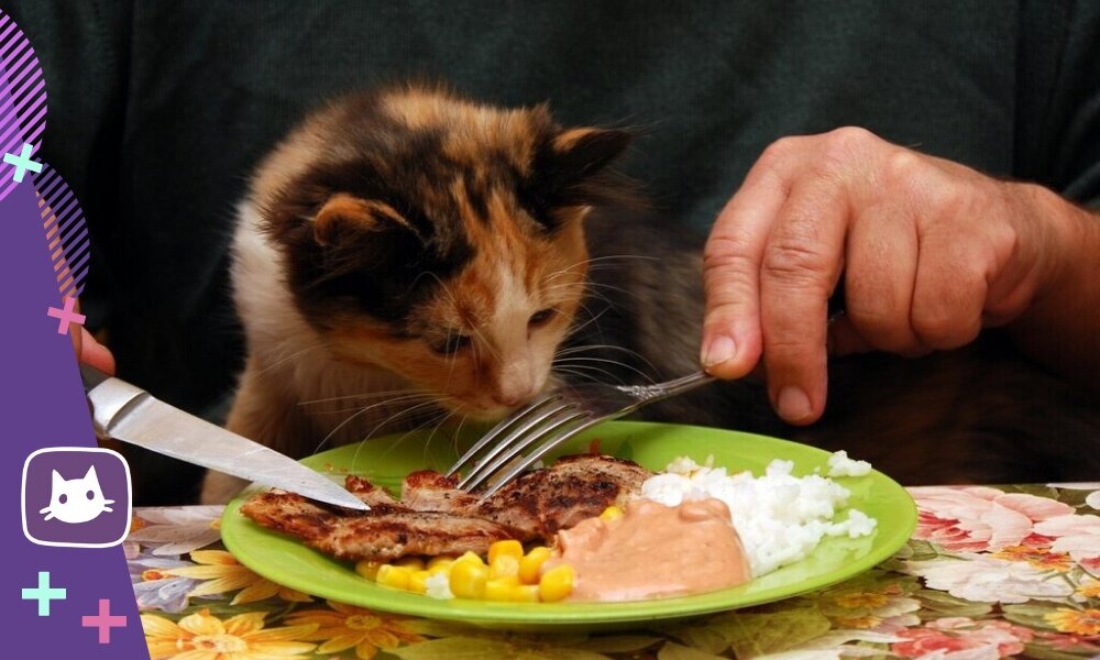 😻Натуральное питание для кошки: составляем продовольственную корзину ...