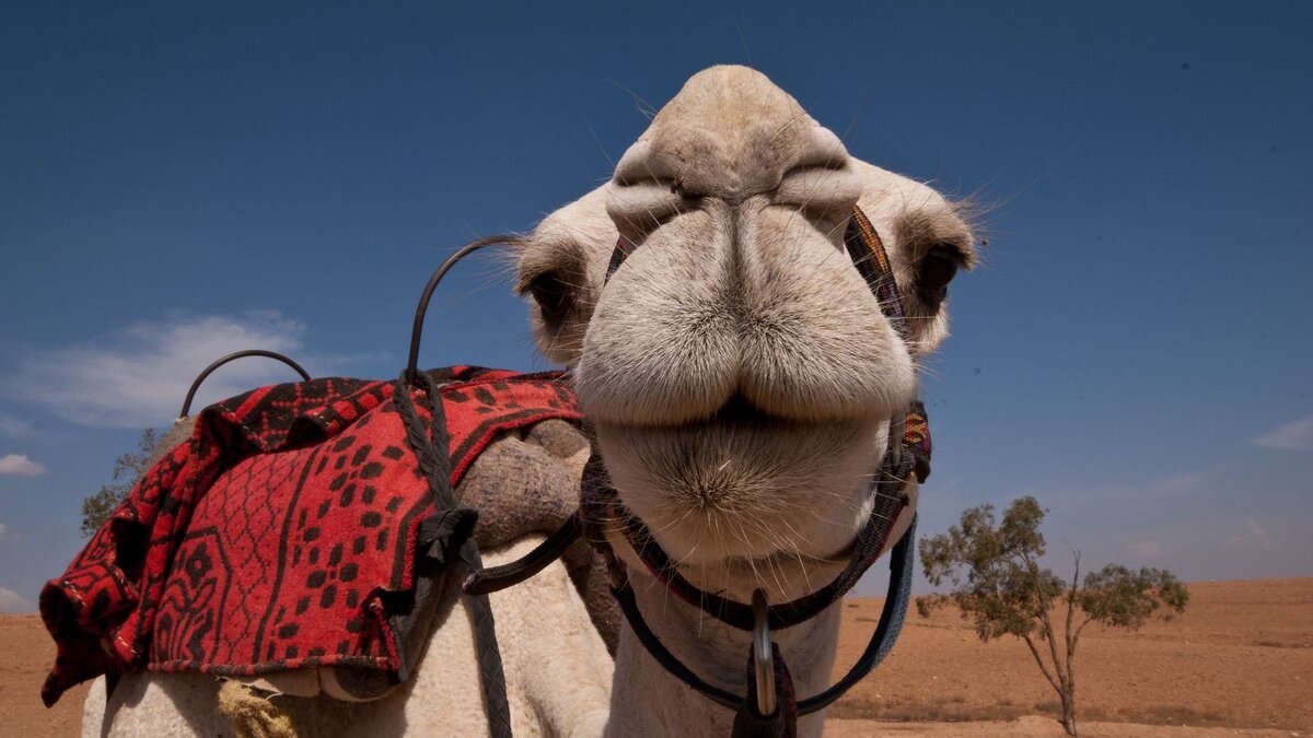 Ну, какой же я вам слон? Разве мой аккуратный очаровательный носик можно сравнить с тем безобразным огромным хоботом? 