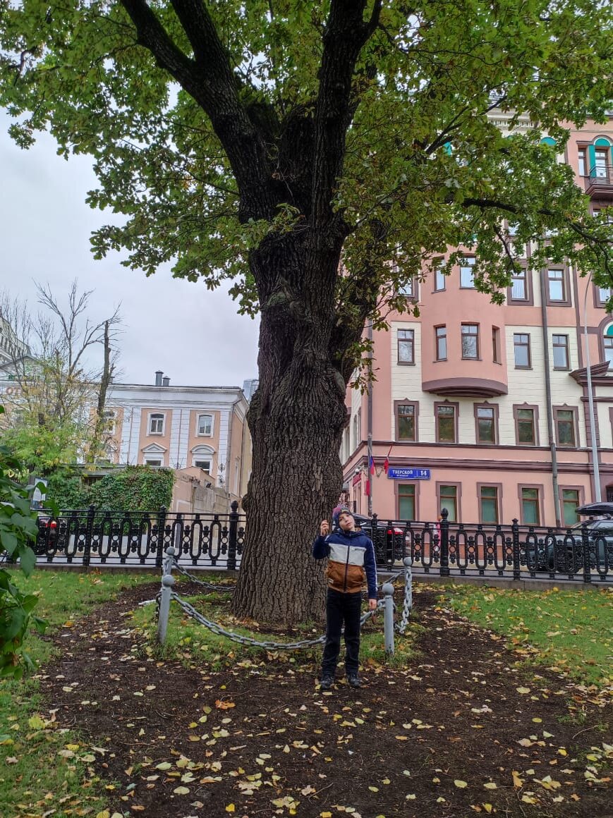 Пушкинский дуб на Тверском бульваре Москвы