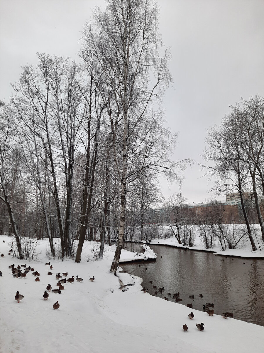 Речка в парке не замёрзла. Уткам есть где жить.