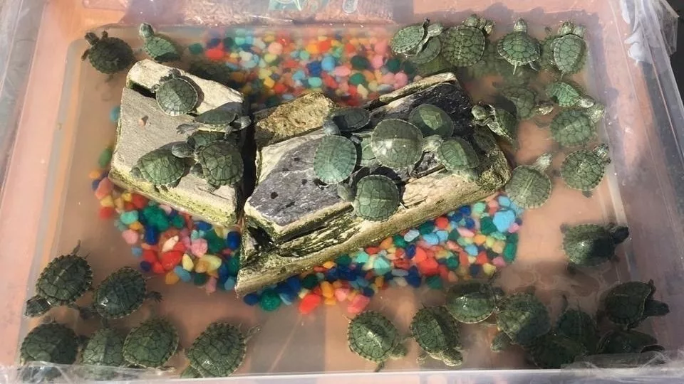 Можно продавать черепах. Террариум для сухопутной среднеазиатской черепахи. Chinemys reevesii. Черепашка в доме. Китайская трехкилевая черепаха.