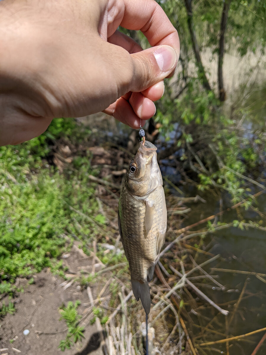 В поисках рыболовных мест Краснодара | Fishingeer | Дзен