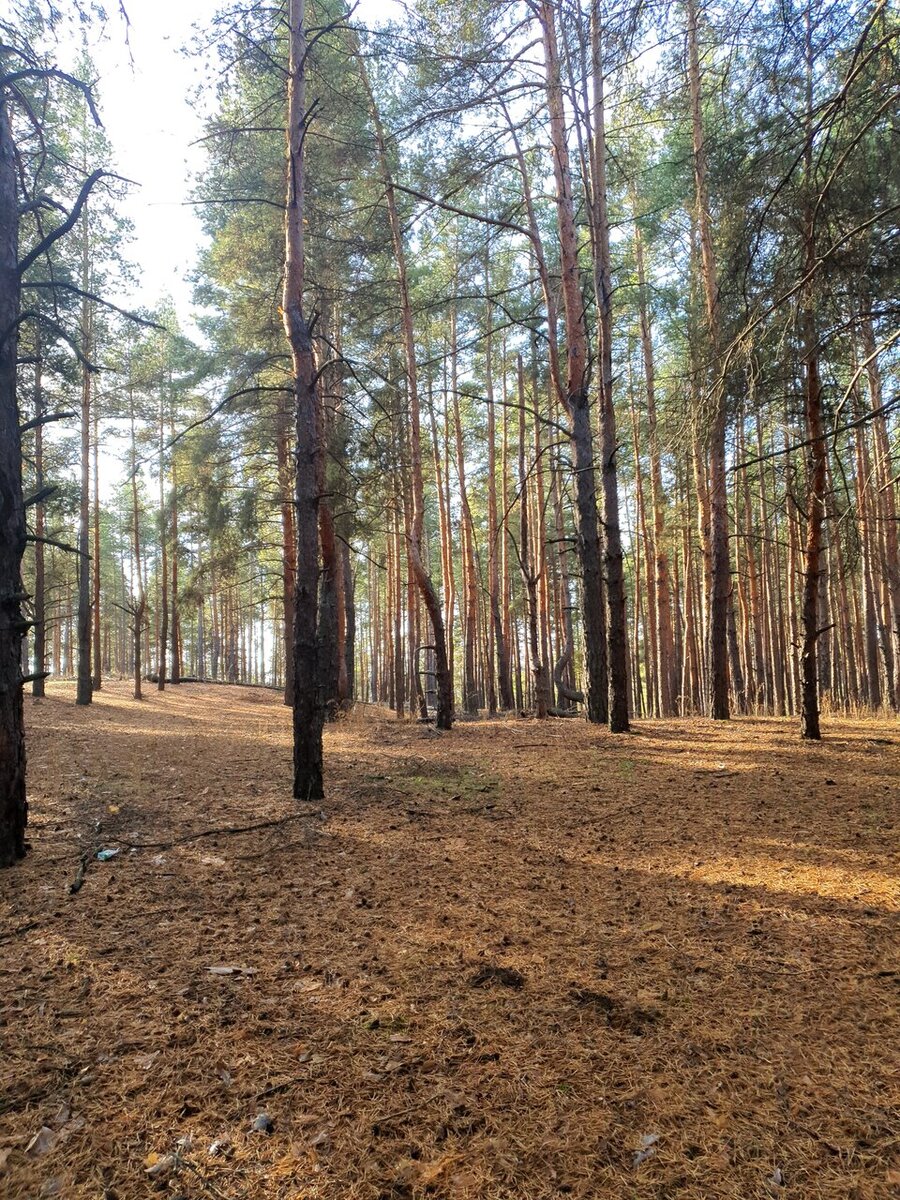 Лес при санатории "Вешенский". Фото: yandex.ru/maps Ивар Гжибовский