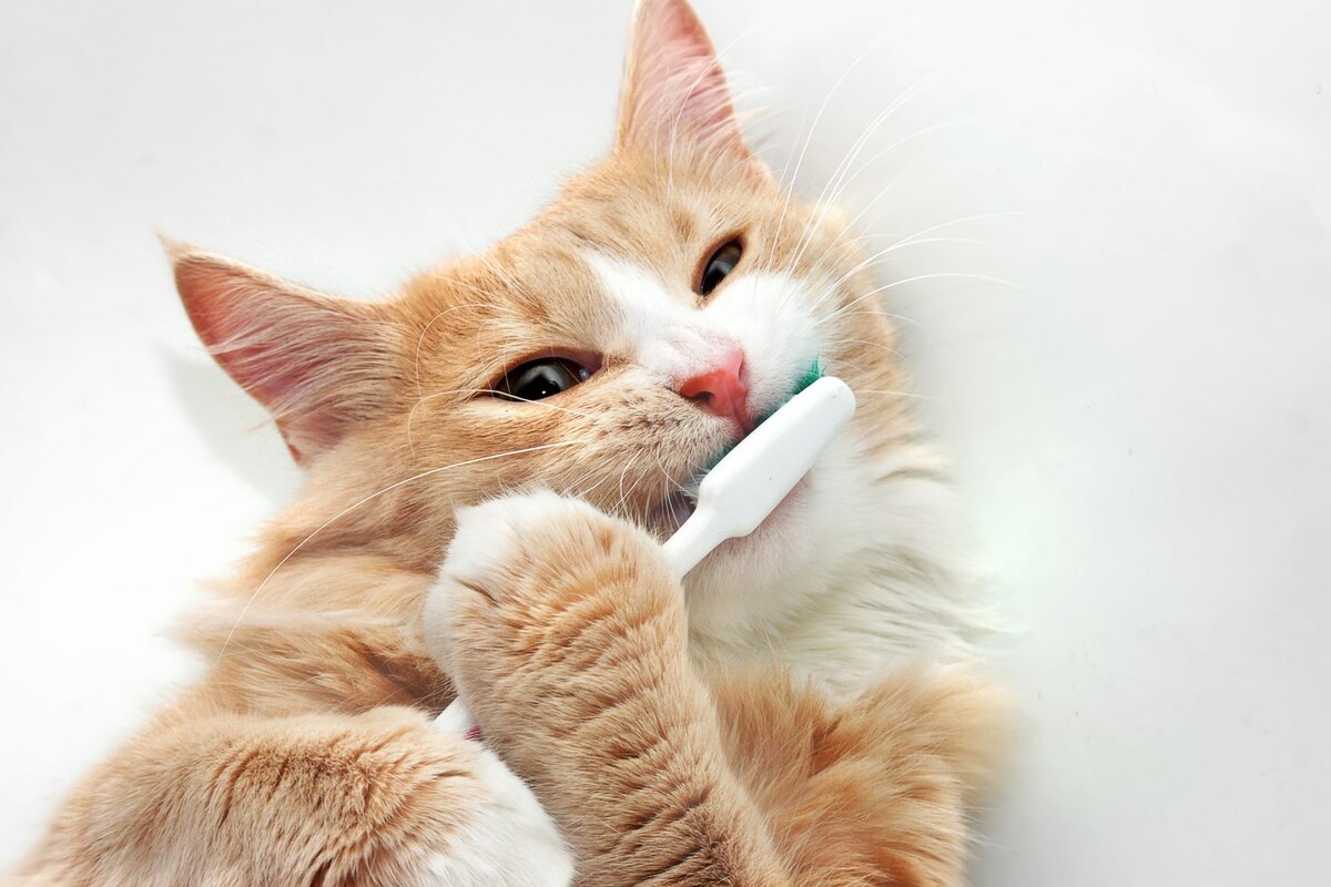 Источник фото: lincolnshireanimalhospital.com
