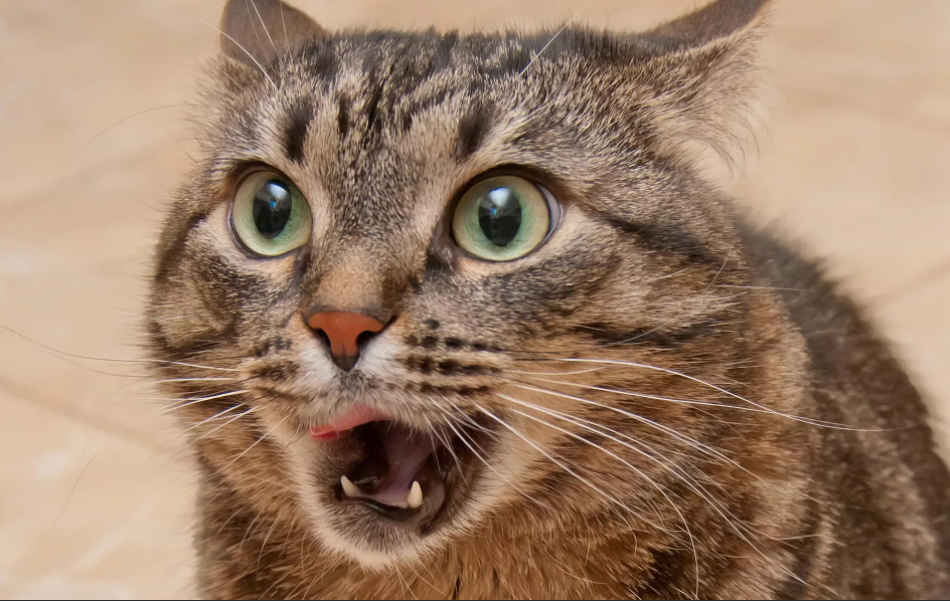 Я вас зову, зову... а вы!!