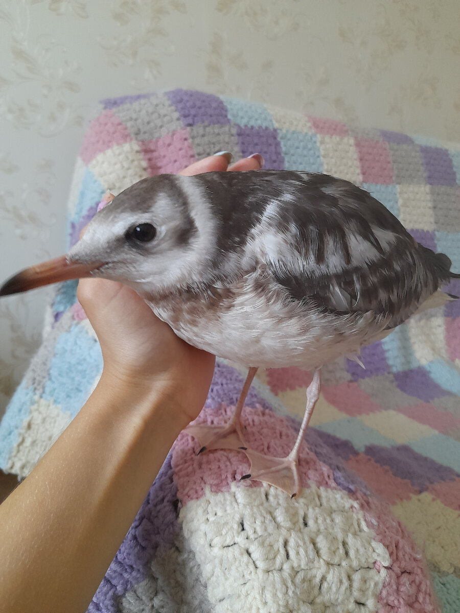 Сейчас он уже привык ко мне,даёт себя погладить