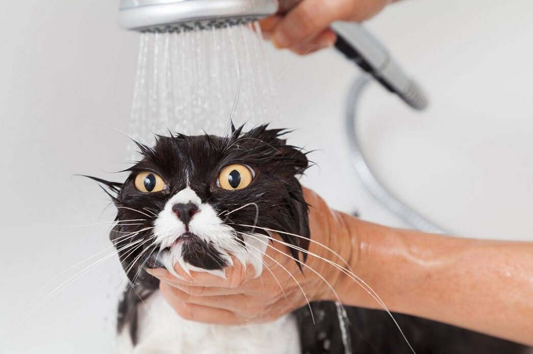 Кошки – те еще чистюли, постоянно умываются и заняты вылизыванием шерсти. Возникает вопрос: если они так тщательно следят за гигиеной, надо ли человеку вмешиваться и купать питомца?