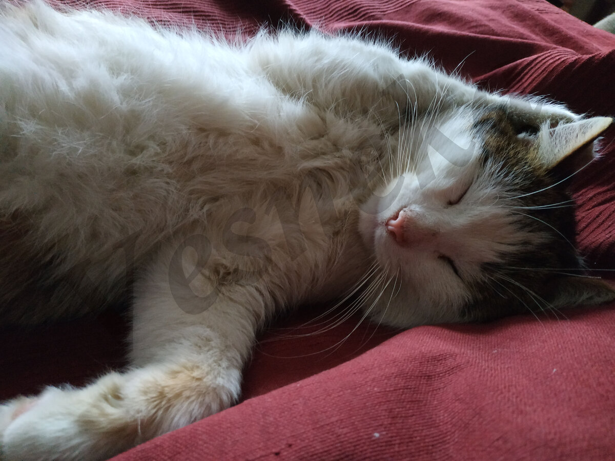 Фото автора. Кабанский папа