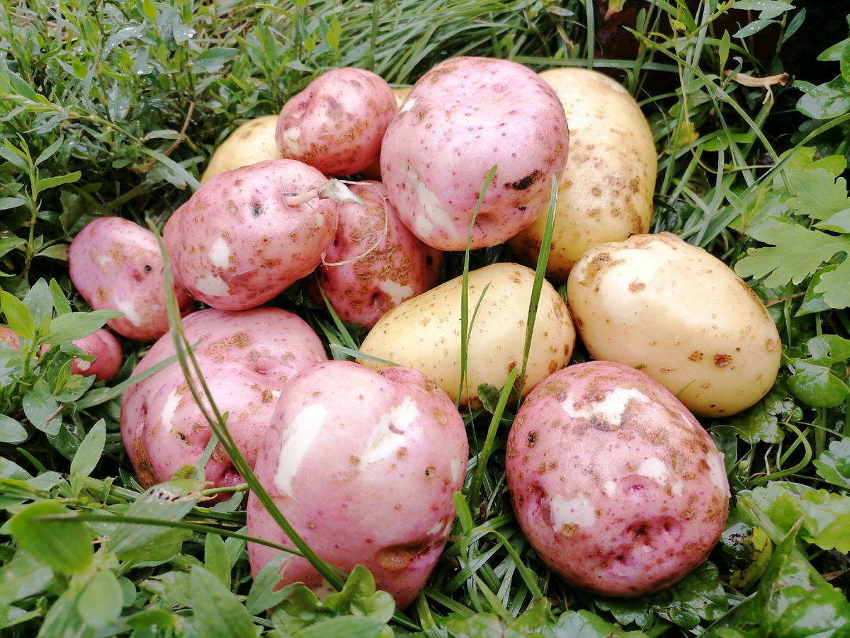 Картофель Метеор фото. Созревшая картошка. Топ 10 картошек. Картофель Каратоп описание сорта.