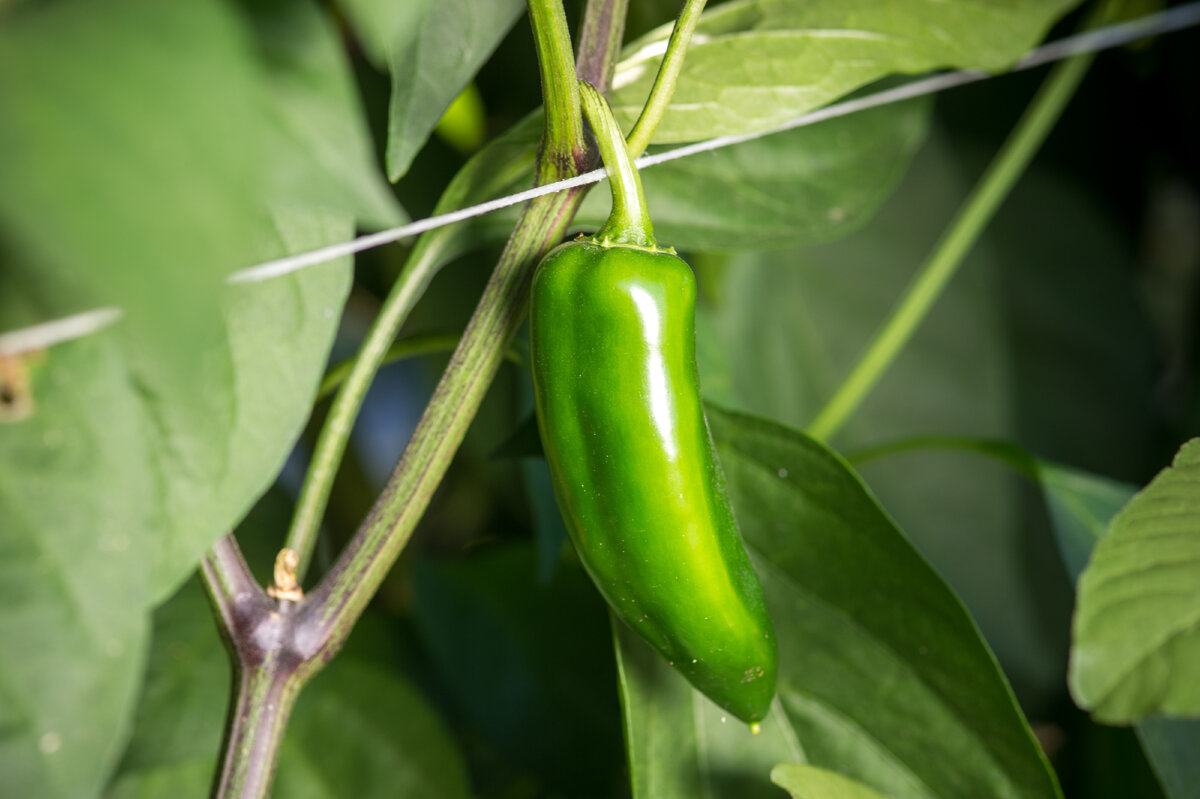    Во второй половине августа перцы нужно снимать в фазе технической зрелости.legion-media