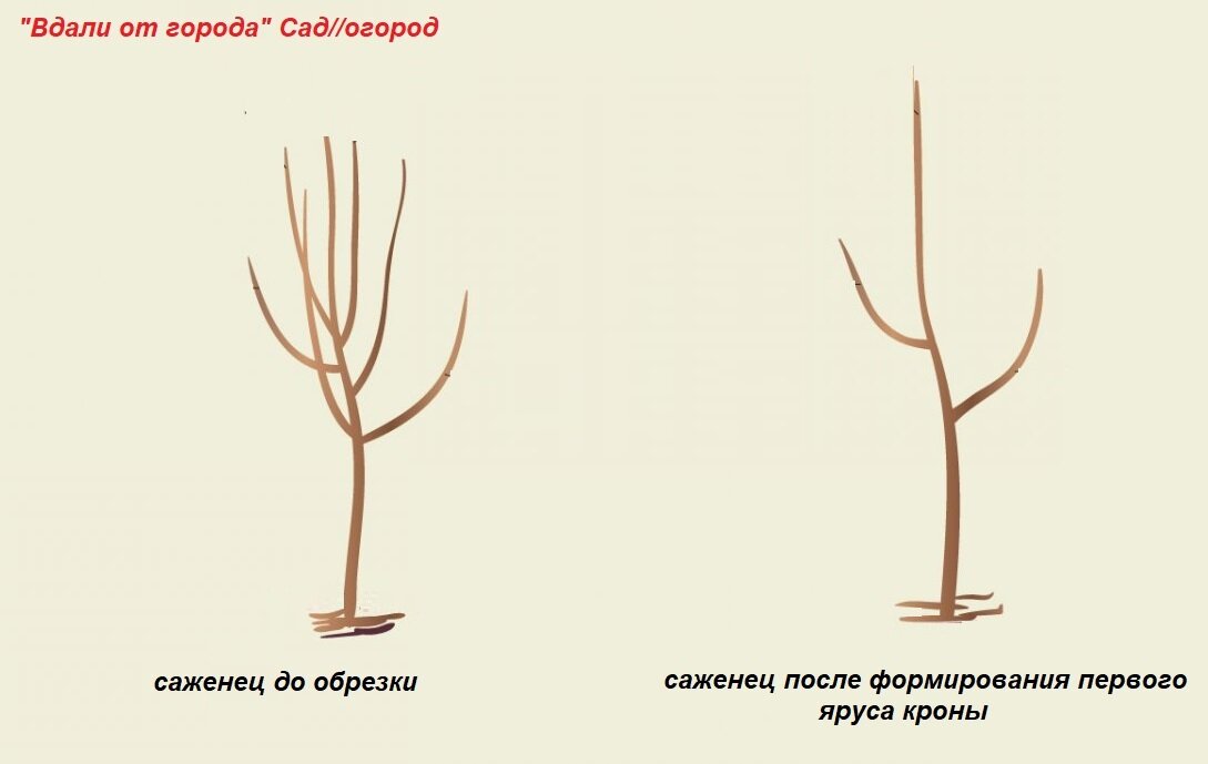 Яблоня – душа настоящего сада: сорта и описания, посадка и уход