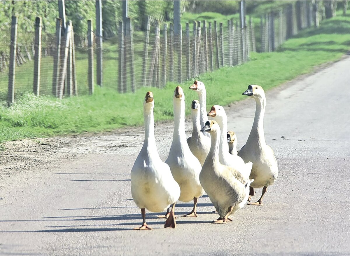Фото: Гала Амарандо