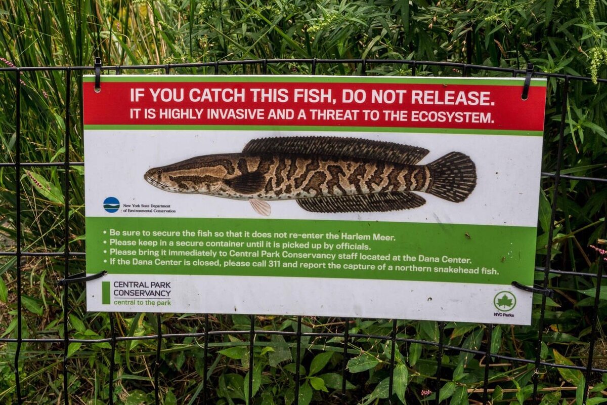 «Если вы поймаете эту рыбу, не выпускайте её». Она крайне инвазивна и представляет угрозу для экосистемы.