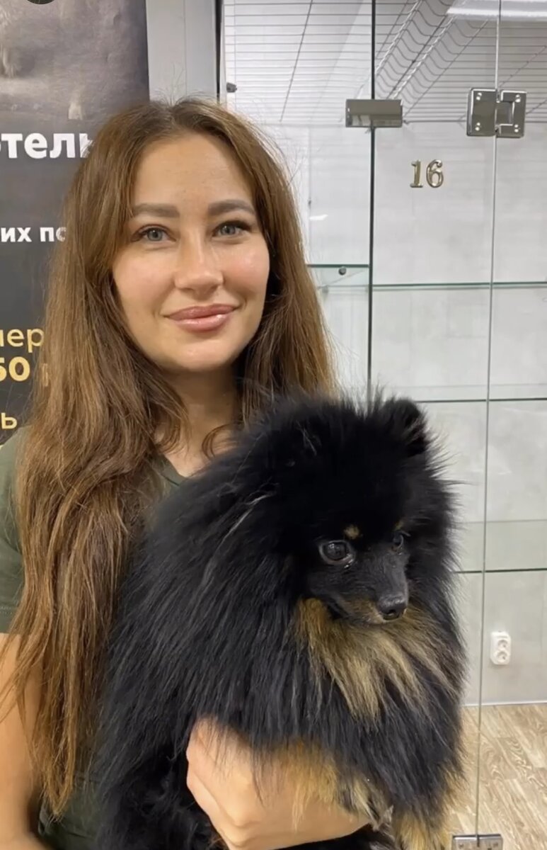 Добрый день, дорогие подписчики канала Mr.Cathouse 🏠 сегодня мы хотим вам рассказать о померанском шпице одной из самых умных, добрых и ласковых пород собак в мире!                                                                  Первые упоминания о породе шпицев датируются концом XVI – началом XVII века. Предки померанского шпица жили в Лапландии и Исландии. Правда, активно выводить эту породу начали уже в Германии в регионе Померания. Шпицы пользовались популярностью у крестьян: собачки охраняли виноградники и стада скота – точнее, в случае опасности заливались громким лаем, и на помощь сбегалась вся округа. 
В XVII веке шпиц попал в королевский дворец и вскоре померанский шпиц был зарегистрирован, как отдельная порода. 
В начале вывода шпицы весили более 10-кг, но впоследствии селекционерам удалось существенно их уменьшить. Немцам очень понравились собачки, которые весили несколько килограммов, были маленькими, компактными и их удобнее было держать в квартире. В 1871 году королева Виктория открывает Английский клуб померанского шпица, и с того момента порода становится популярной во всем мире.                            Рейтинг породы поднялся благодаря личным качествам питомцев и необычным стрижкам. Шпиц, стриженный под медвежонка, не оставит равнодушным ни одного любителя животных. Однако несмотря на свой игрушечный вид, они имеют весьма  своеобразный характер.           Эти собачки не сторонники пассивного отдыха, они очень энергичные и требуют постоянных приключений и активностей. И в стенах дома и на прогулке они не могут устоять или усидеть на месте. 
Шпицы очень скучают и плохо переносят одиночество, поэтому будьте готовы уделять им время, играть  и по долгу не задерживаться на работе.                                                                        По размеру порода бывает миниатюрной, малой и средней. Наибольшей популярностью пользуются маленькие представители. По окраске, чаще всего встречаются рыже-белые особи и чисто белые. Однако можно увидеть и черных, бежевых и песочных померанцев. 
 Дрессировать этих собак можно и даже нужно. Они имеют хороший интеллект и их мозг нуждается в дополнительных нагрузках. Для начала расскажем что нужно приобрести, чтобы начать изучение элементарных команд:
* Ошейник и поводок;
* Вкусности для поощрения;
* Специальные игрушки, для того чтобы освоить команду "Апорт".
Перед тем, как вы будете начинать дрессировку, не стоит забывать, что это все же декоративная собака,  поэтому не обязательно загружать ее невероятными трюками. Достаточно лишь общих команд "Ко мне", "Сидеть", "Рядом", "Апорт", тем не менее  отдельные представители данной породы могут даже научиться считать и выполнять команды волчки с переворотами. Помните, что шпицы очень упрямы, поэтому придётся запаситесь терпением.                                                    Несмотря на то, что порода имеет добродушный характер, это касается только хозяина и  членов его семьи. Детей шпицы очень любят и будут рады пополнению. Особенно хорошо собаки относятся к детям 4 – 5 лет, в этом возрасте им особенно интересно с ними играть. Когда померанский шпиц будет общаться с ребенком такого возраста, он покажет все свои охранные качества и будет оберегать малыша. 
