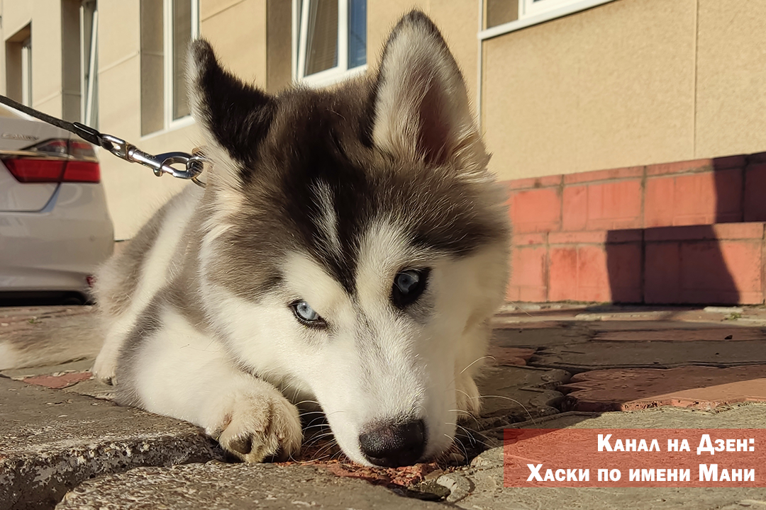 Долго думал, нужно ли писать на эту тему или нет. Все же хотелось бы рассказать об одной ситуации, чтобы предупредить других владельцев собак. Недавно один из моих знакомых завел лабрадора.-2