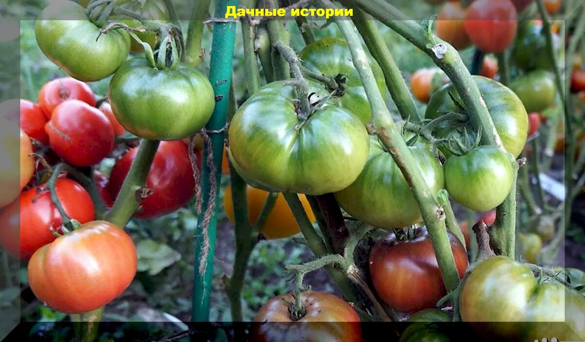 Томат гном. Томат гном меднодышащий. Очень приятно томат. Урожайность гномов. Урожайность гномов.