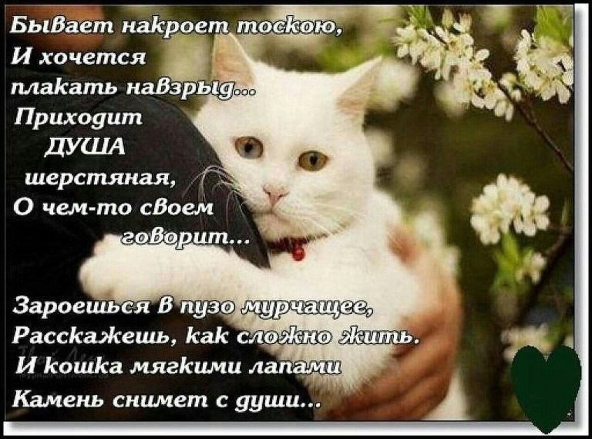 МОЯ ИСПОВЕДЬ О ТОМ, К ЧЕМУ ПРИВОДИТ ГОРДЫНЯ, ОБИДА, ЗЛОСТЬ И УСТАЛОСТЬ. В  ПЯМЯТЬ О МОЕЙ МУСЕНЬКЕ | Дневник бездомного кота | Дзен