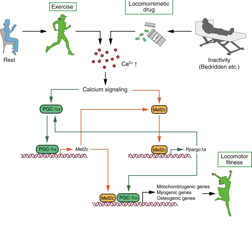 Журнал Nature. LAMZ способствует увеличению мышц и наращиванию костной ткани, имитируя передачу сигналов кальция. Упражнения увеличивают концентрацию кальция в мышечных и костных клетках, вызывая передачу сигналов кальция.  При этой передаче сигналов, PGC-1α и Mef2c активируются и реципрокно управляют своей экспрессией. Также индуцируются митохондриогенные, миогенные и остеогенные гены, вместе увеличивающие мышцы и кости. Таким образом, LAMZ облегчает сигнальный путь кальция и восстанавливает двигательную активность.