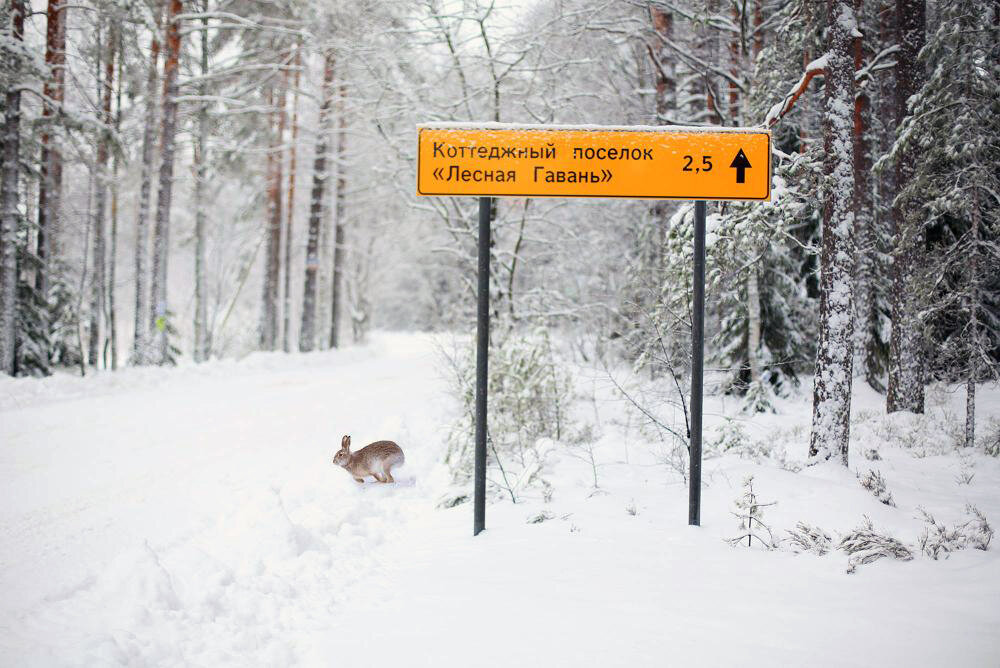 Коттеджный посёлок «Лесная Гавань». Фотографии из открытых источников.