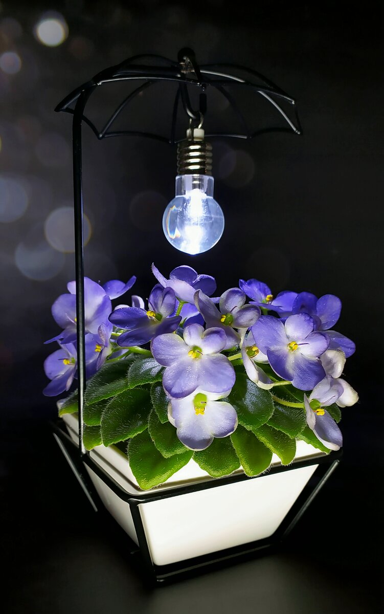 Горшок на подставке с освещением Take It Easy и фиалка Mac’s Momentary Meltdown