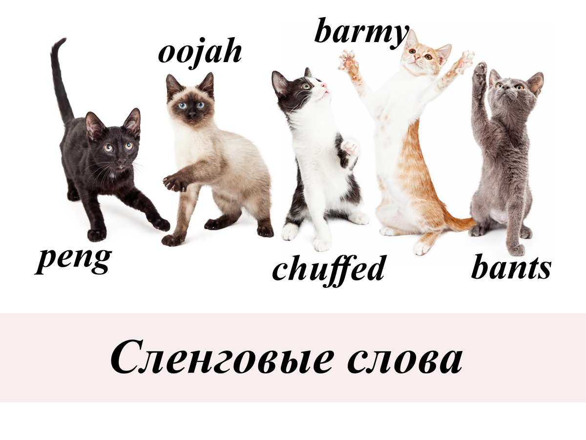 Кошка по английски