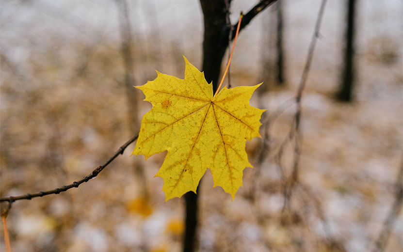    Погода в Ижевске 13 ноября: сильные дожди и +5 градусов