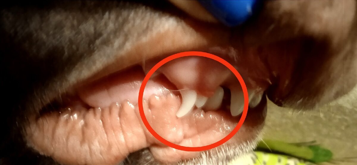 Ламкины зубы. Фото автора