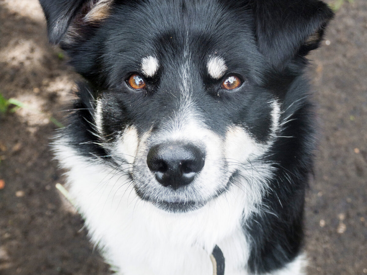 Вот он вундерпёс по кличке Жук, а по характеру редкостный жучара. 