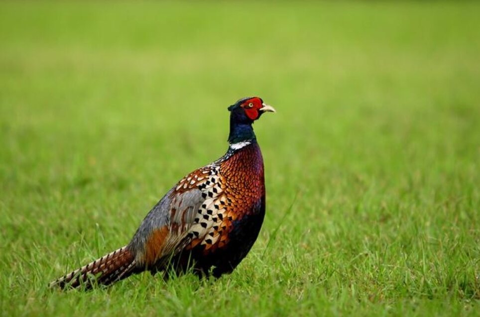 Красивый фазан. Фото с сайта ohota360.ru