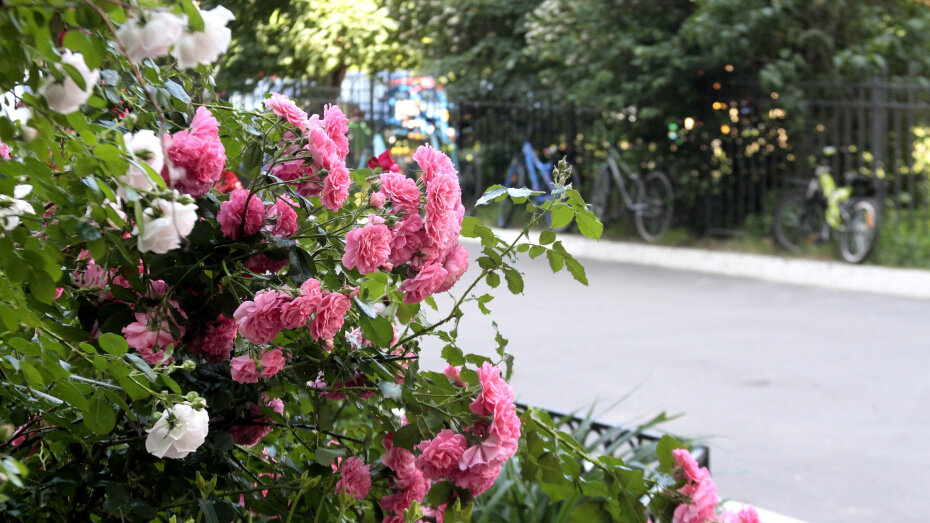   Автор фото: Евгения Емельянова (из архива)