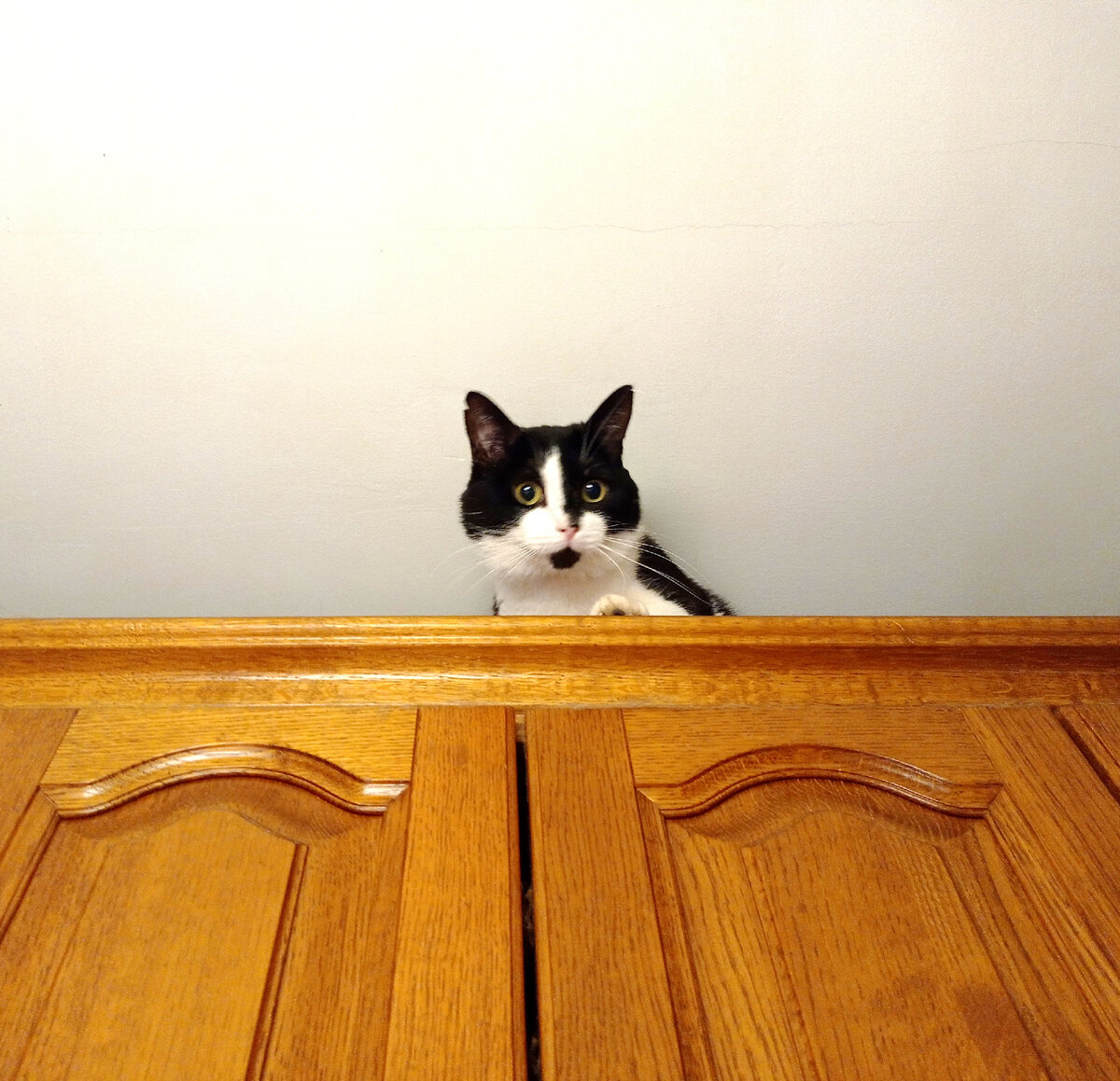 Геральт, за вкусняшки и мягкие лежанки для всех котиков