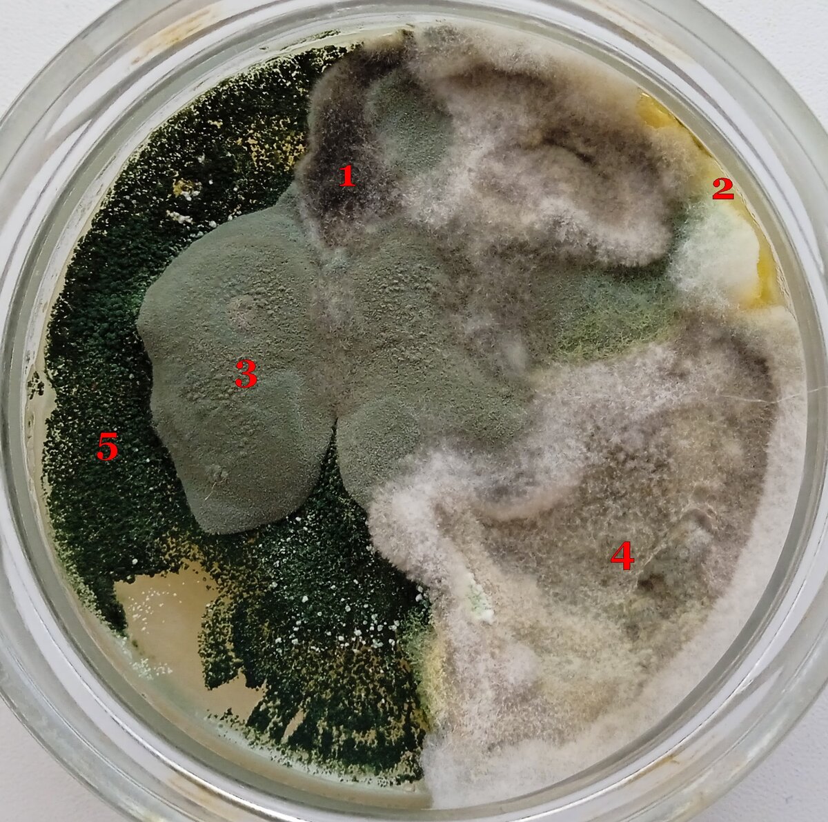 Trichoderma harzianum. Гриб триходерма. Триходерма хламидоспоры. Триходерма профит. Триходерма жидкая.