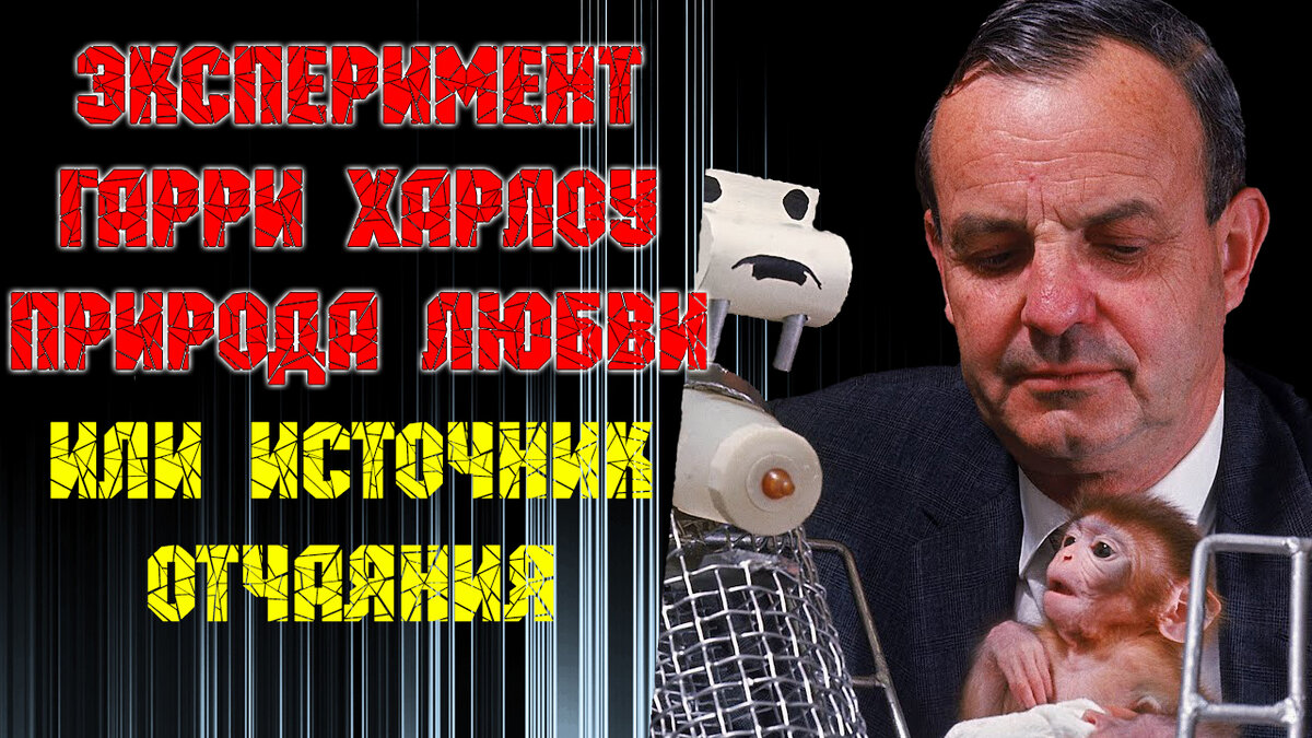Эксперимент Гарри Харлоу. Природа любви или источник отчаяния.