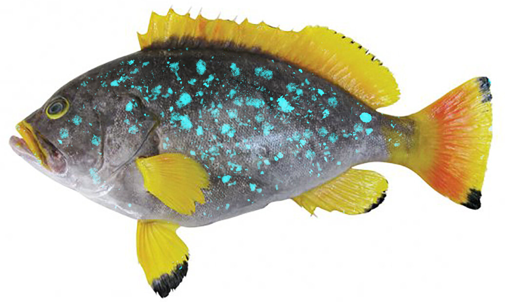 Epinephelus flavocaeruleus