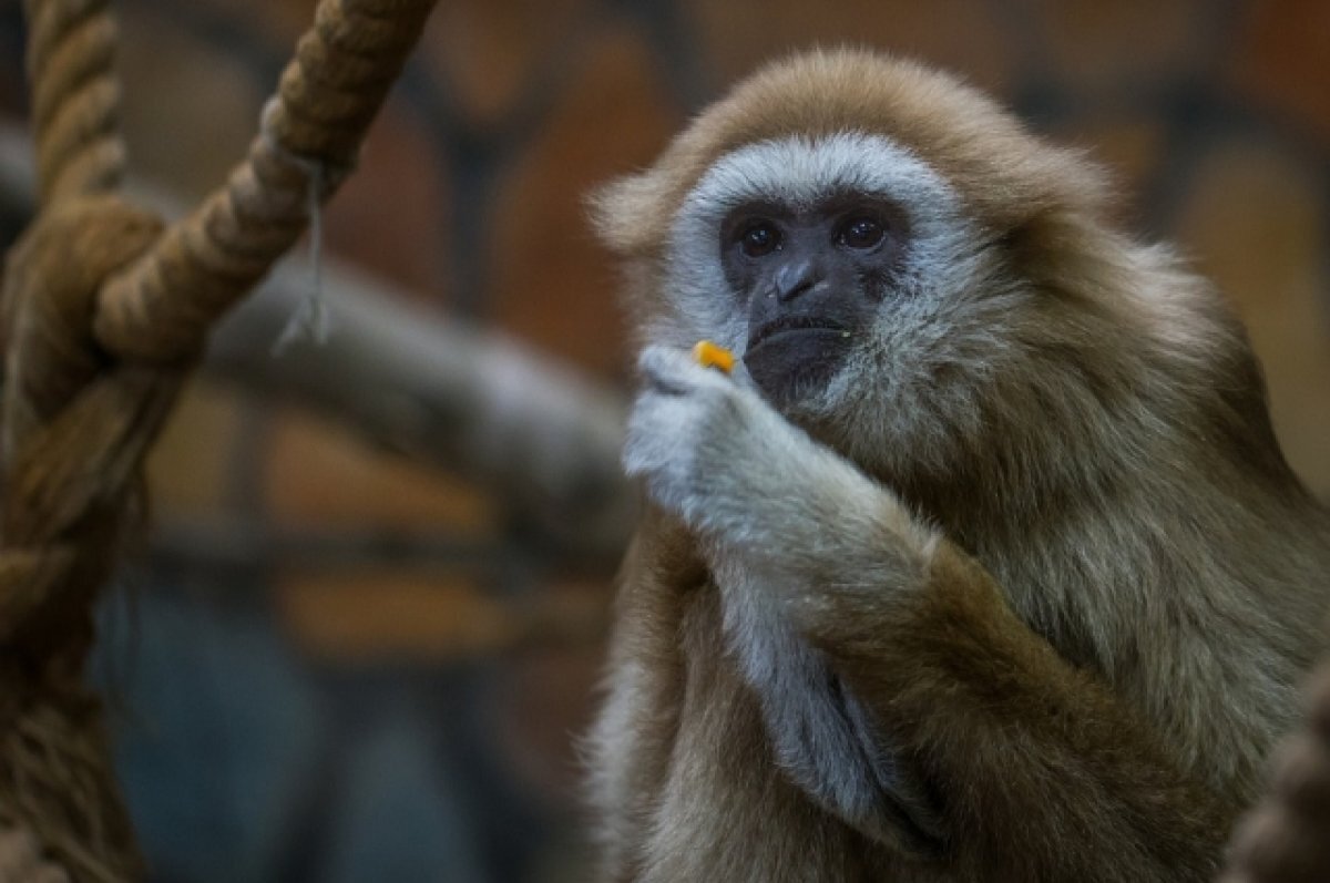    «Мисс Перу» стала жертвой агрессивной макаки