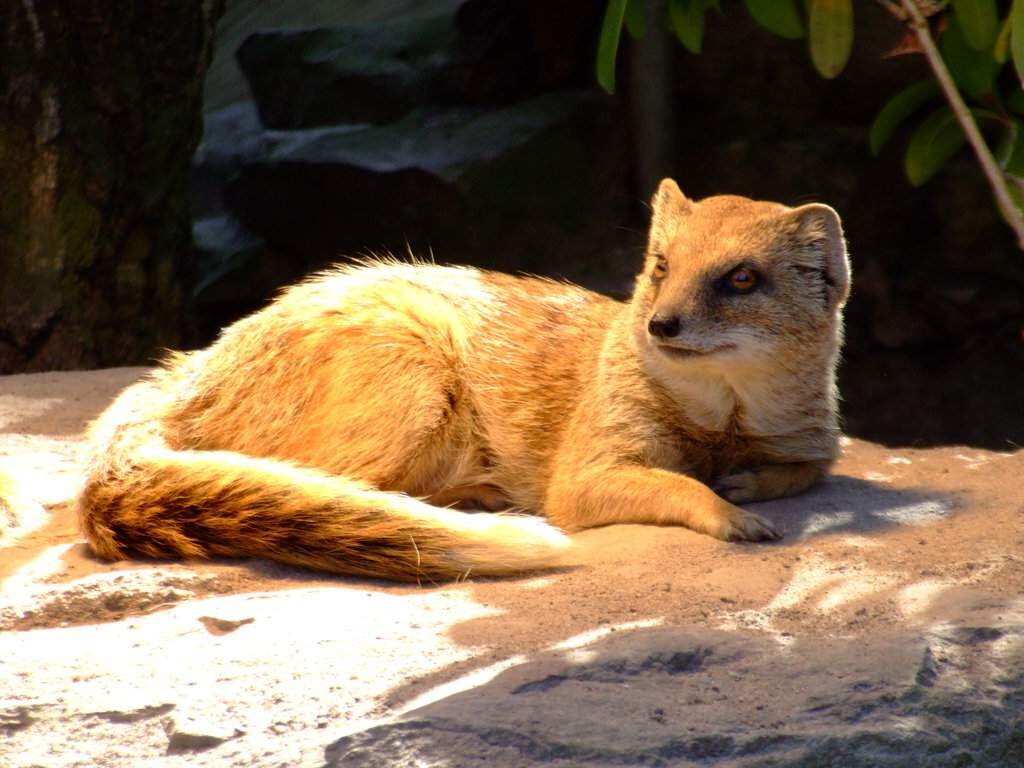 Желтый мангуст — житель Африки.