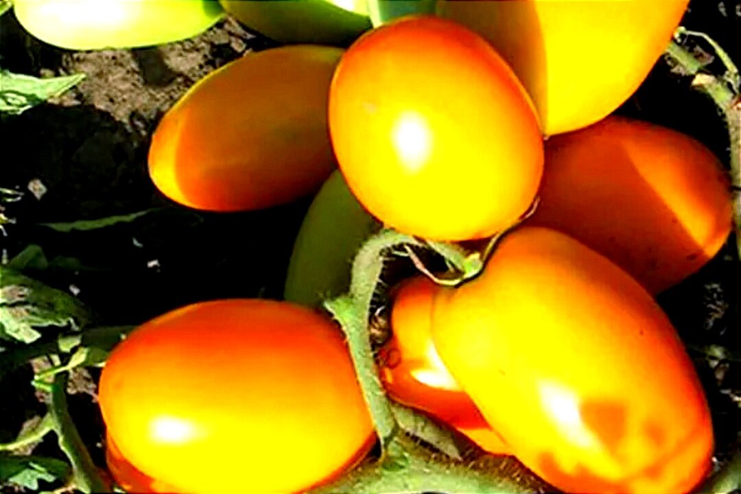 Помидоры золотая пуля. Томаты золотая пуля описание сорта. Золотая пуля. Семена томат золотая рыбка. Золотая пуля помидоры описание.