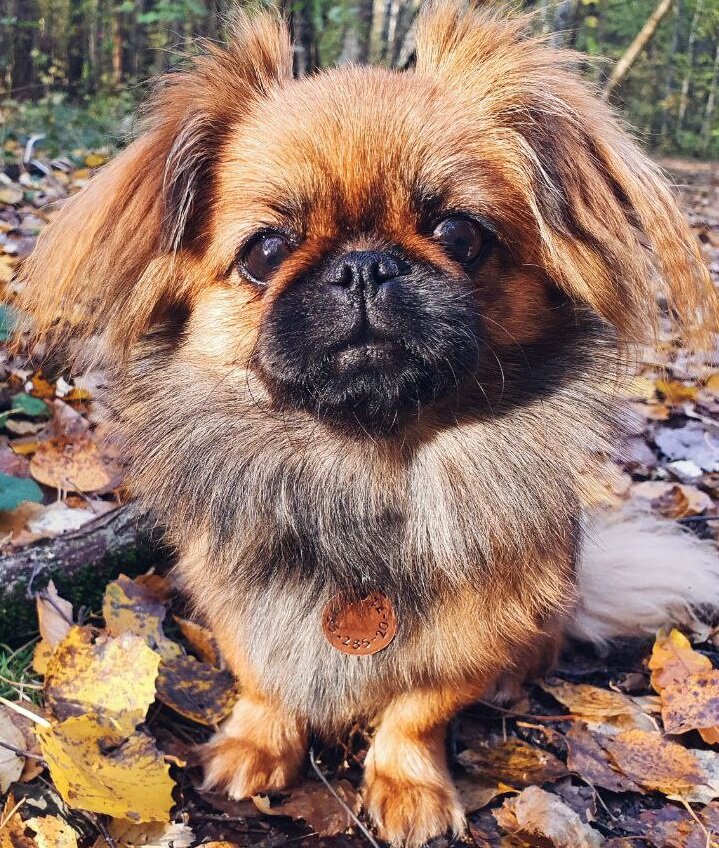 Сладкая булочка